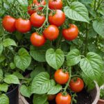 How Much And How Often To Water Tomato Plants?
