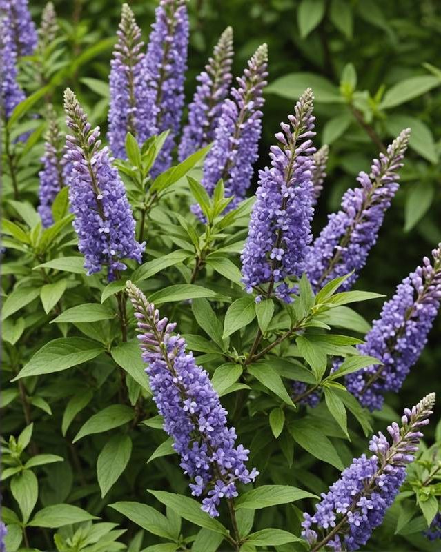 Vitex