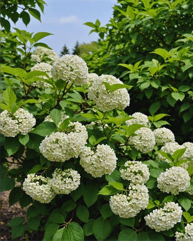 Viburnum