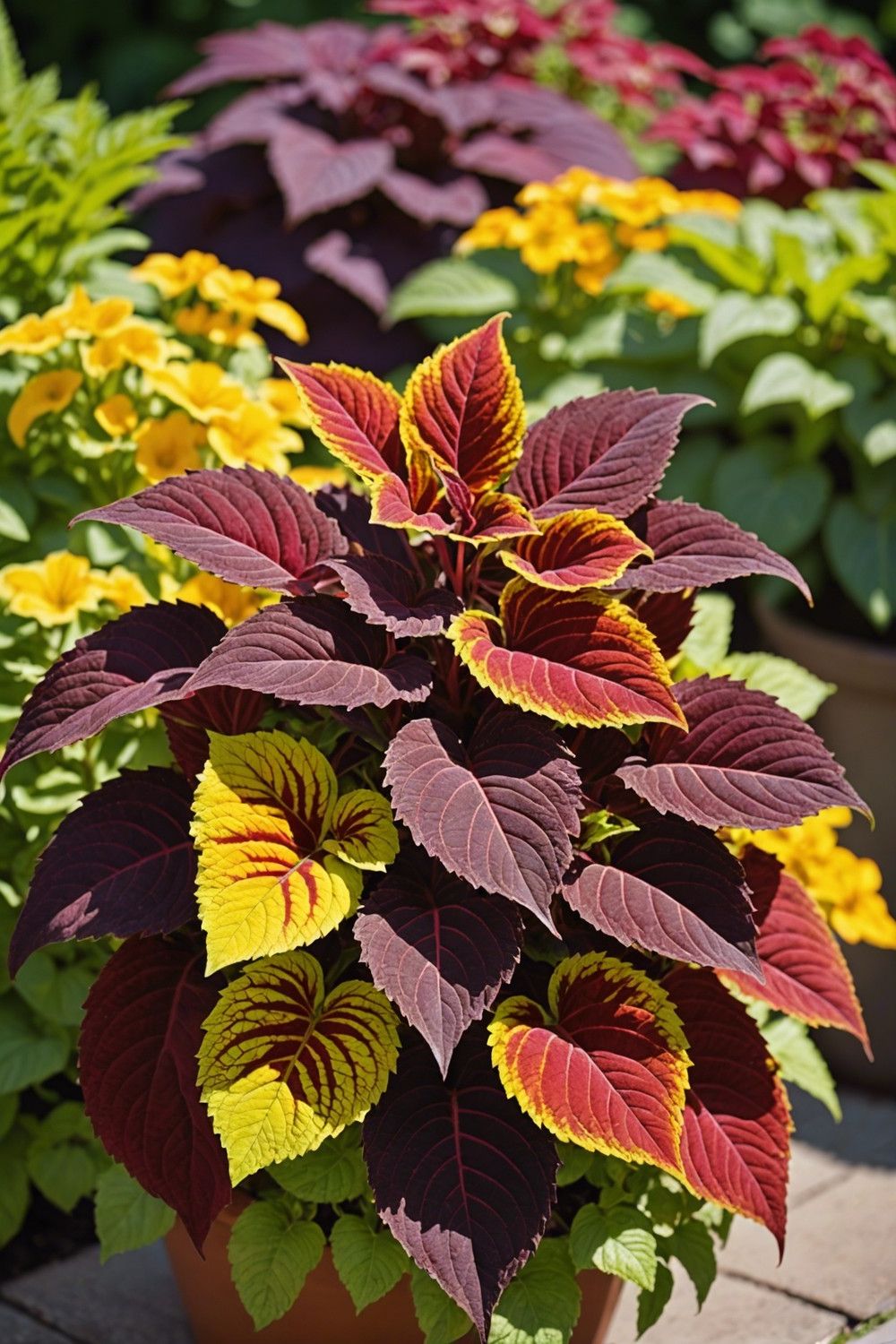 Coleus