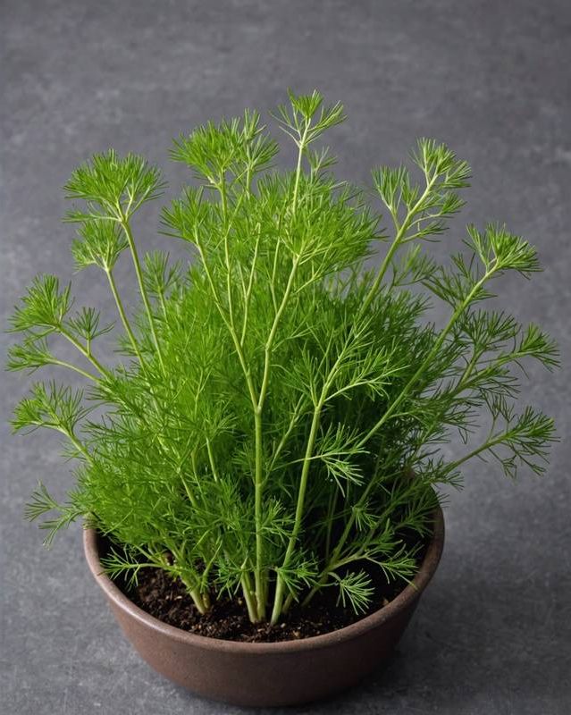 Dill