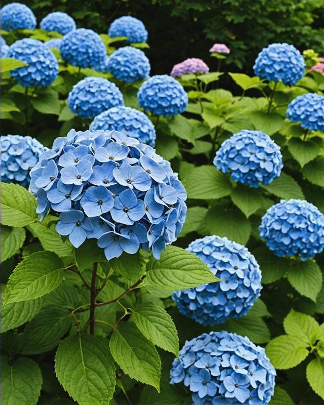 Hydrangea