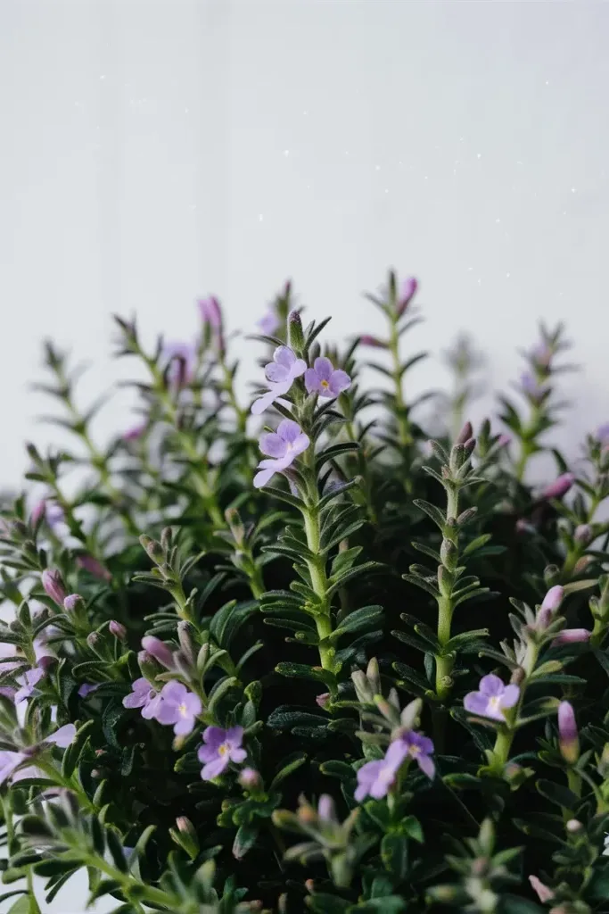 Pennyroyal