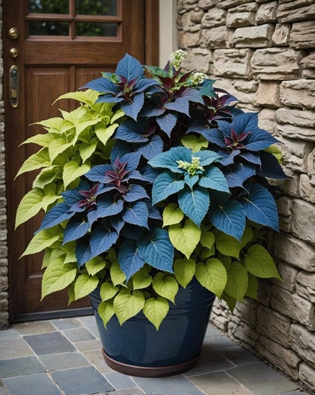 Monochromatic Coleus Container