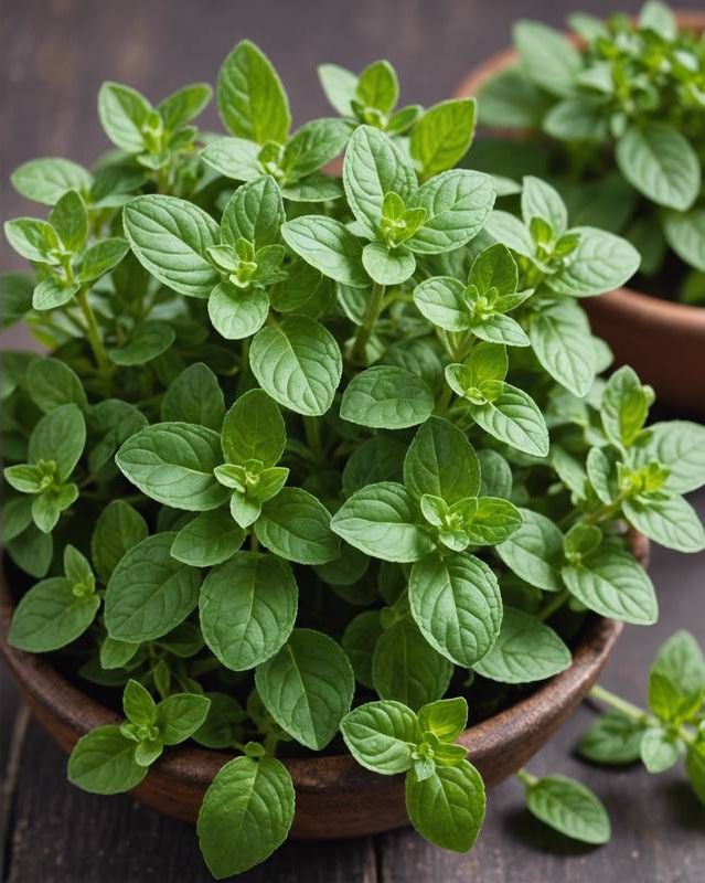 Oregano