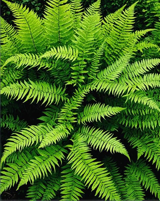 Ferns
