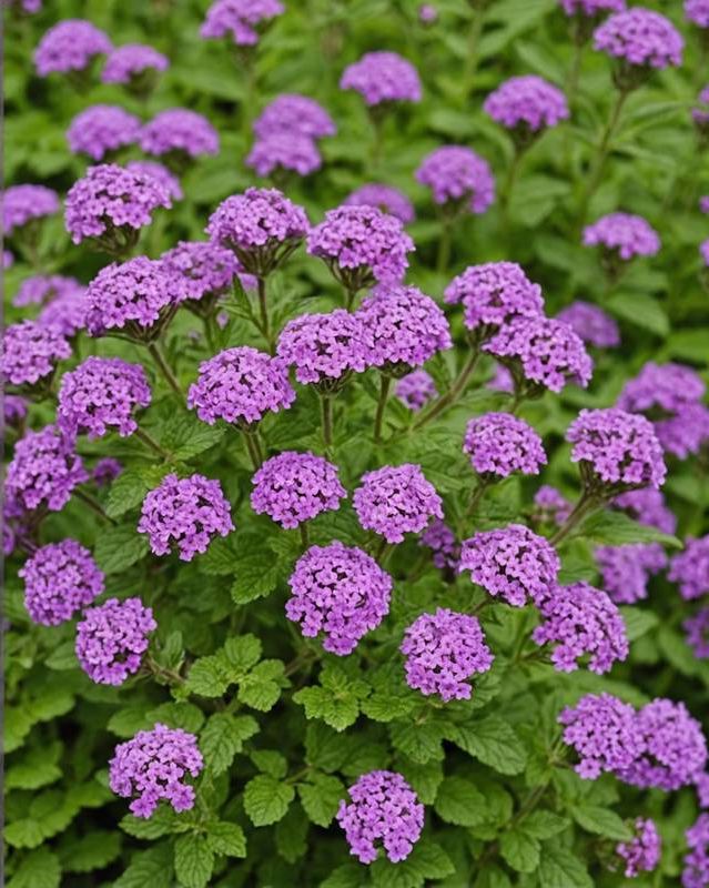 Verbena