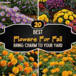 20 Best Flowers For Fall