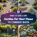 10 Ways To Have A Dry Garden For Your Home To Conserve Water