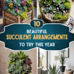 10 Beautiful Succulent Arrangements To Try This Year