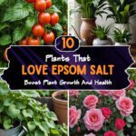 10 Plants That Love Epsom Salt