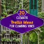 20 Clematis Trellis Ideas For Climbing Vines