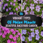 16 Different Types Of Phlox Plants