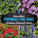 14 Beautiful Perennials That Make Striking Ground Cover
