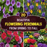 20 Flowering Perennials From Spring To Fall