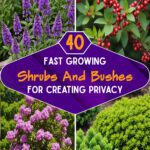 40 Fast Growing Shrubs And Bushes For Creating Privacy