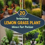 20 Lemon Grass Plant Ideas For Patios