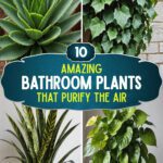 10 Bathroom Plants That Purify The Air