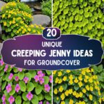 20 Creeping Jenny Ideas For Groundcover