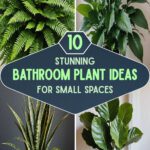 10 Stunning Bathroom Plant Ideas For Small Spaces