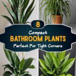 8 Compact Bathroom Plants Perfect For Tight Corners