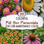 20 Full Sun Perennials For Low-Maintenance Color