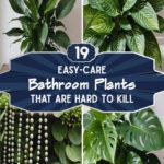 19 Bathroom Plants That Are Hard To Kill