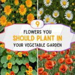 9 Flowers You Should Plant In Your Vegetable Garden
