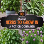 10 Easiest Herbs To Grow In a Pot Or Container