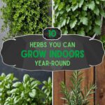 10 Herbs You Can Grow Indoors Year-Round