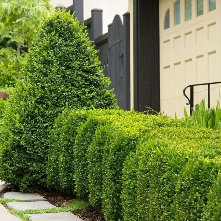 Boxwood and Evergreen Mix
