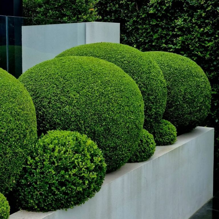Boxwood Topiary Balls