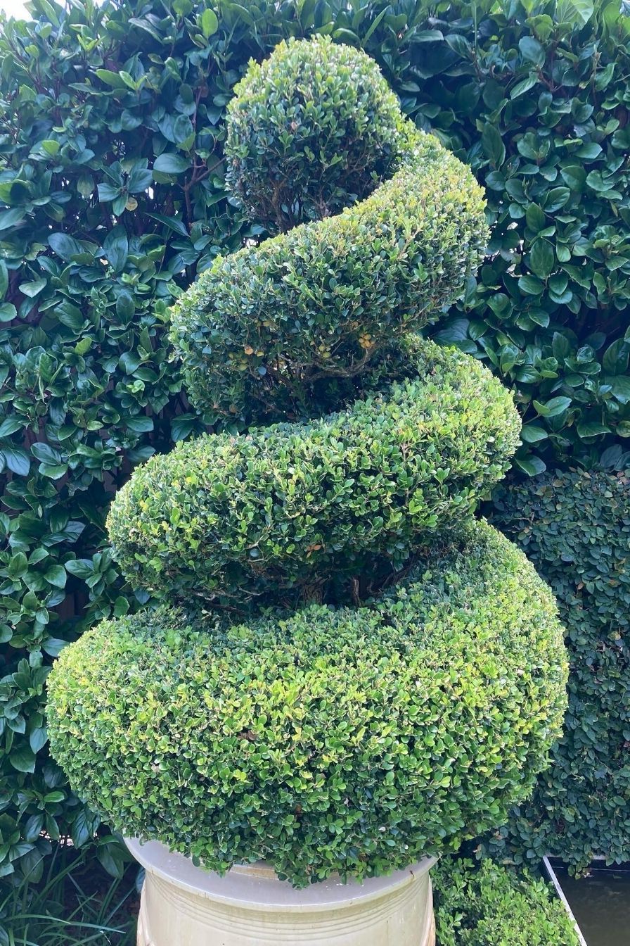 Boxwood Spiral Topiary