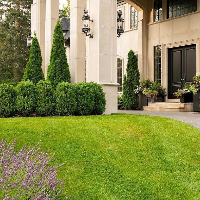 Boxwood Front Yard Landscaping