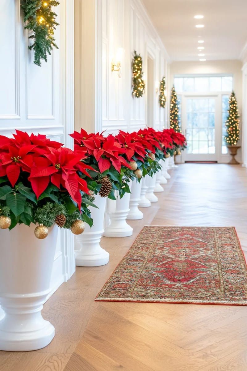 lush red poinsettias lining the hallway in glossy pots 1