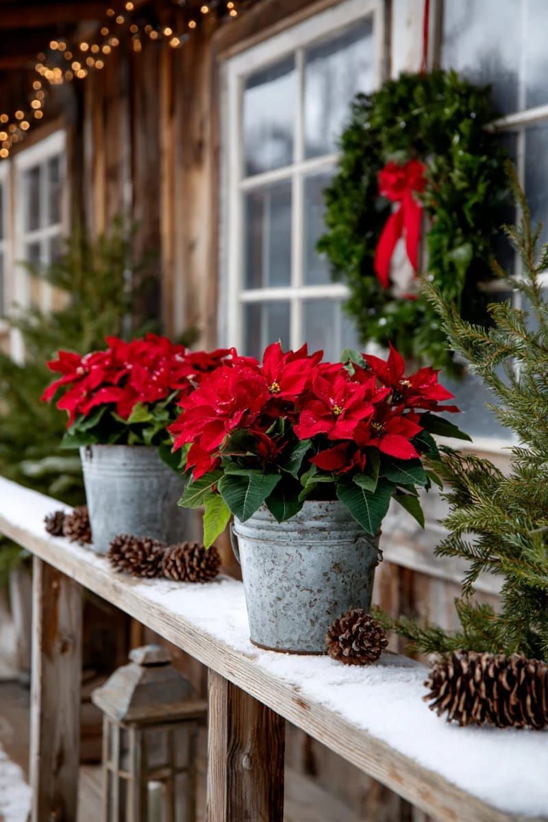 red poinsettias in galvanized buckets for rustic winter charm 1