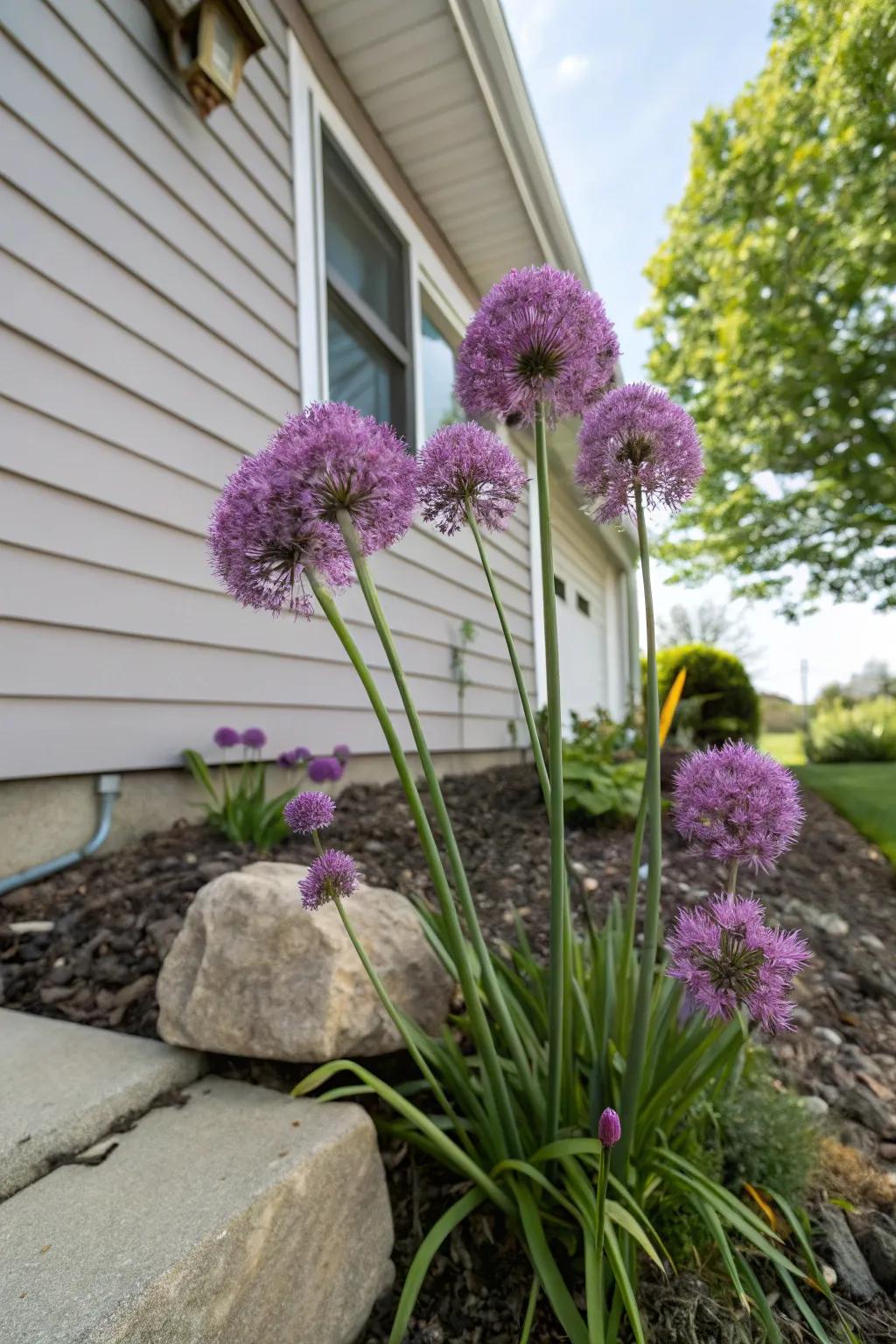 10. Ornamental Onion for Texture