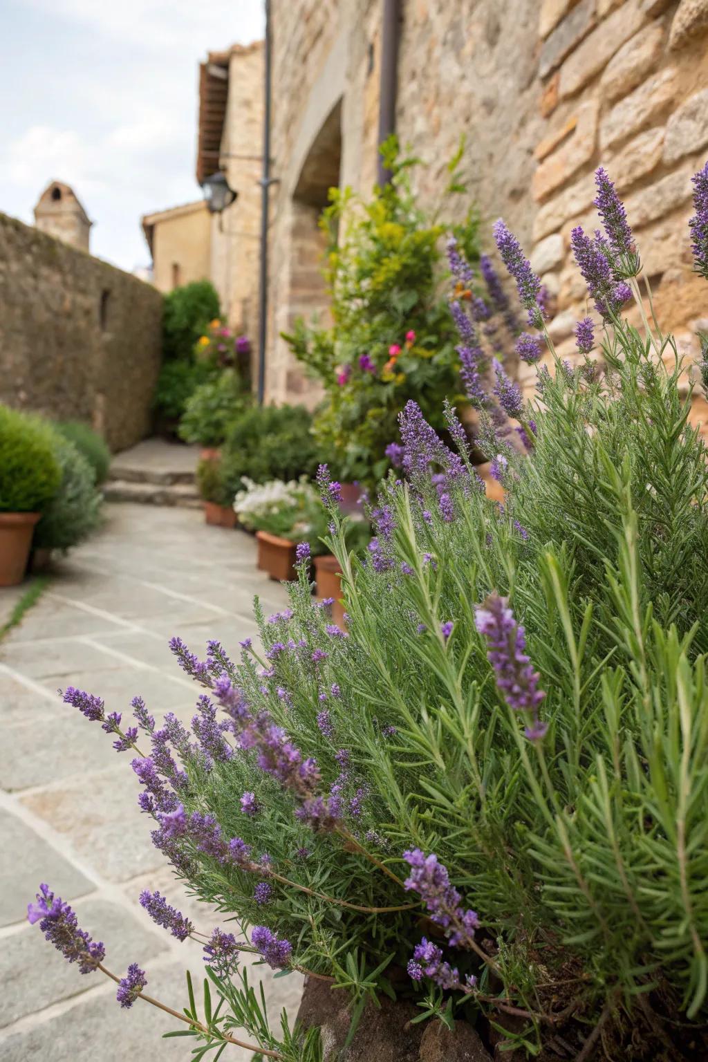 13. Plant Aromatic Herbs